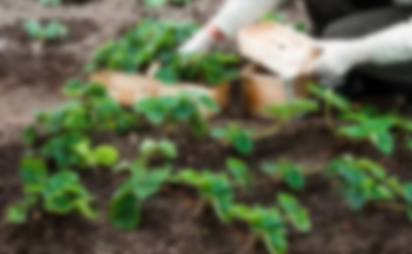 Сроки посадки земляники на рассаду по лунному календарю 2020 Сроки посадки земляники на рассаду по лунному календарю 2020