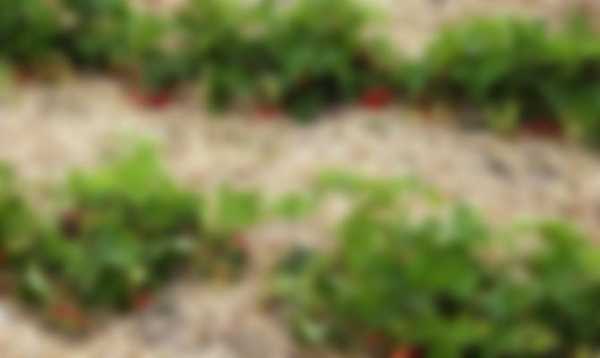 Как посадить клубнику осенью в открытый грунт Как посадить клубнику осенью в открытый грунт