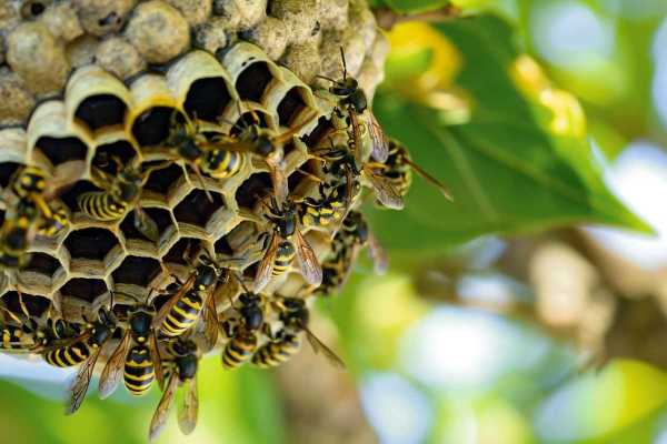 Как облегчить боль и снять отек после укуса осы: полезные советы Как облегчить боль и снять отек после укуса осы: полезные советы