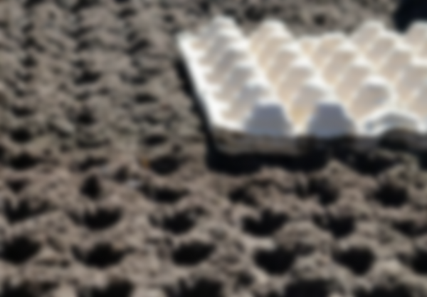 Как сажать морковь в открытый грунт семенами Как сажать морковь в открытый грунт семенами