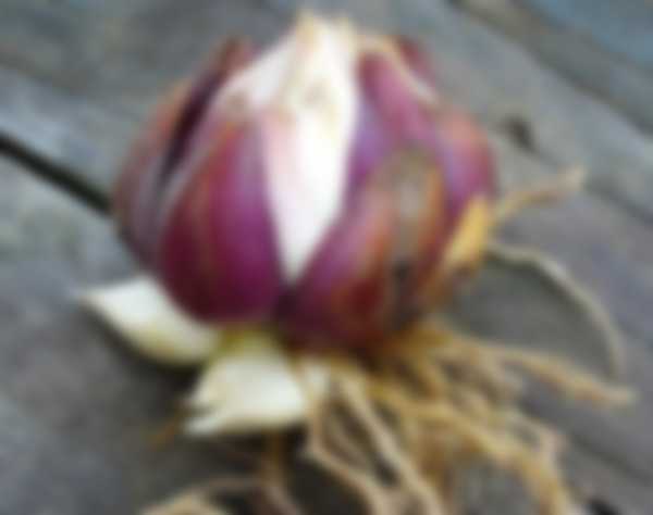 Когда выкапывать лилии после цветения и когда сажать Когда выкапывать лилии после цветения и когда сажать