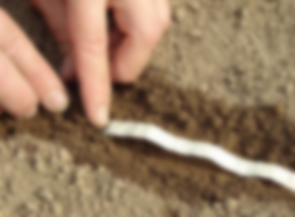 Как сажать морковь в открытый грунт семенами Как сажать морковь в открытый грунт семенами