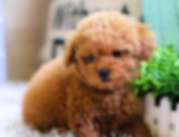 Мальтипу — описание породы собаки, как ухаживать и отзывы с фото Мальтипу — описание породы собаки, как ухаживать и отзывы с фото