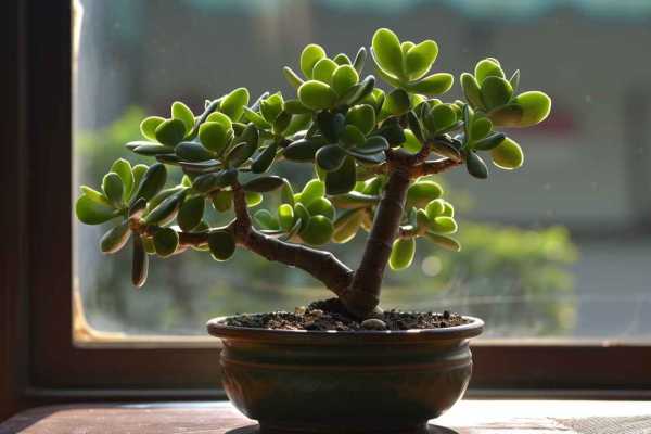 Денежное дерево: уход в домашних условиях