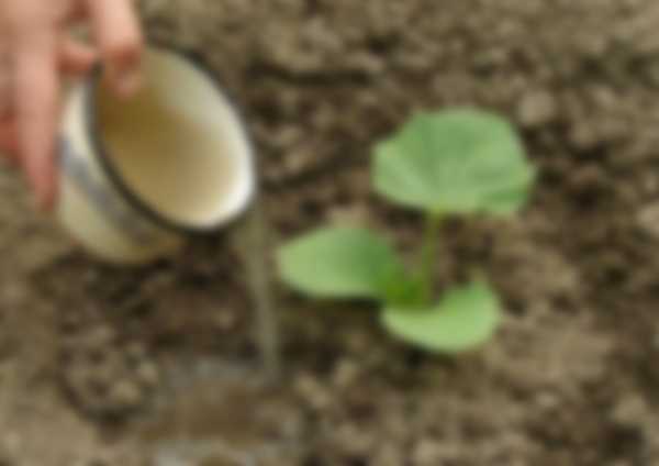 Чем подкормить кабачки для роста в открытом грунте Чем подкормить кабачки для роста в открытом грунте