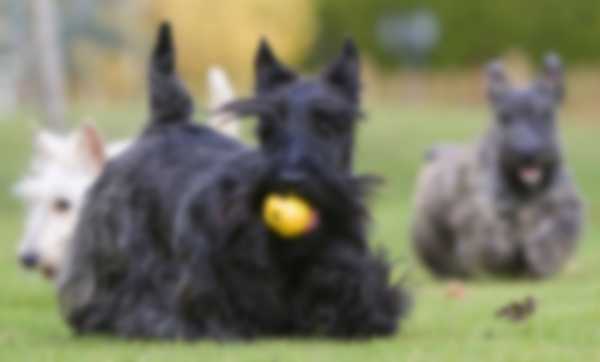 Лучшие породы собак для квартиры средних размеров Лучшие породы собак для квартиры средних размеров