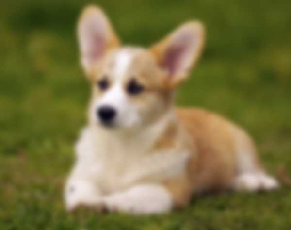 Вельш Корги (Пемброк) &mdash; описание породы собаки, как ухаживать