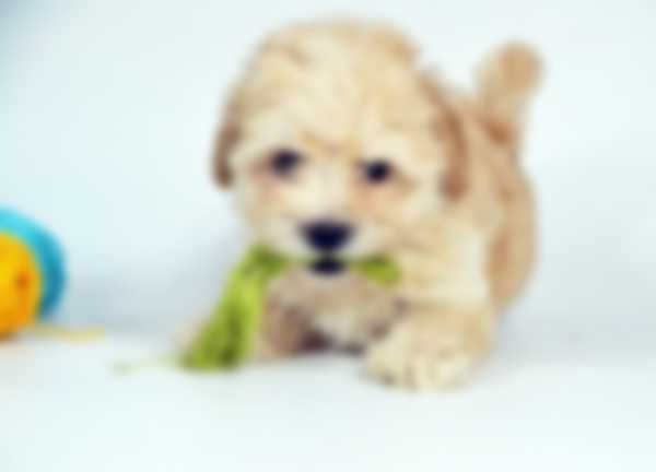 Мальтипу — описание породы собаки, как ухаживать и отзывы с фото Мальтипу — описание породы собаки, как ухаживать и отзывы с фото