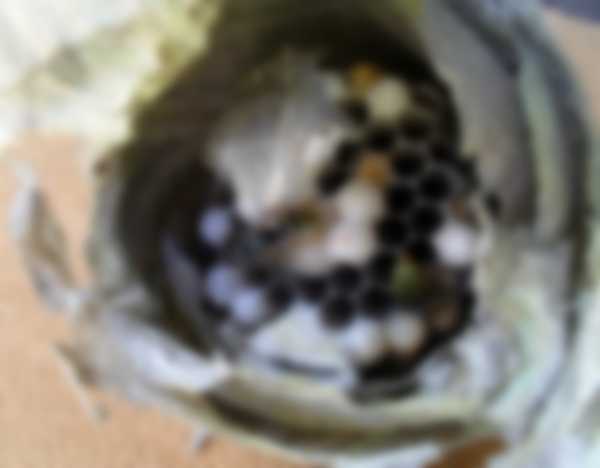 Как избавиться от осиного гнезда Как избавиться от осиного гнезда