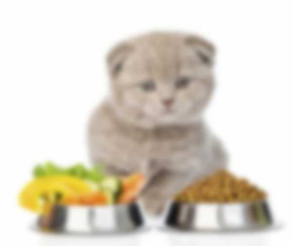 Рацион питания маленького шотландского котенка