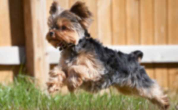 Лучшие породы собак для квартиры средних размеров Лучшие породы собак для квартиры средних размеров