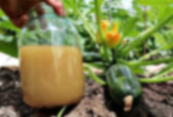 Чем подкормить кабачки для роста в открытом грунте Чем подкормить кабачки для роста в открытом грунте