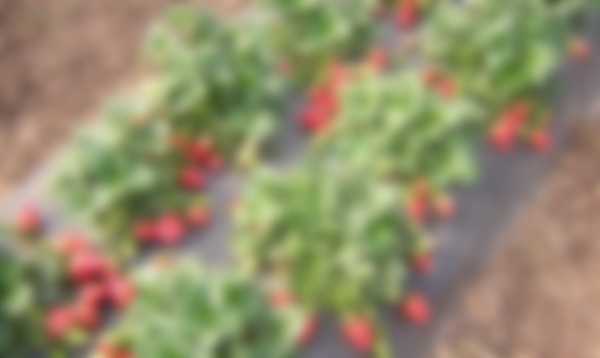 Как посадить клубнику осенью в открытый грунт Как посадить клубнику осенью в открытый грунт