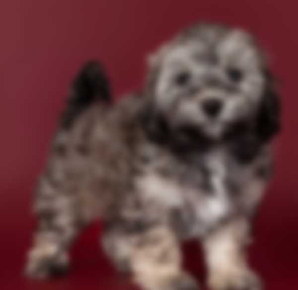 Мальтипу — описание породы собаки, как ухаживать и отзывы с фото Мальтипу — описание породы собаки, как ухаживать и отзывы с фото