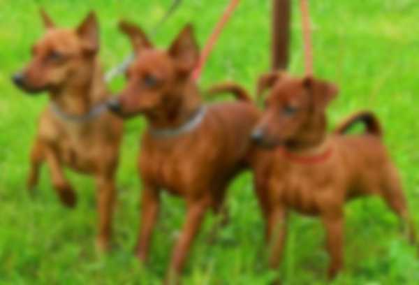 Описание породы собак карликовый пинчер с фото Описание породы собак карликовый пинчер с фото