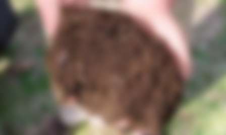 Как посадить клубнику осенью в открытый грунт Как посадить клубнику осенью в открытый грунт