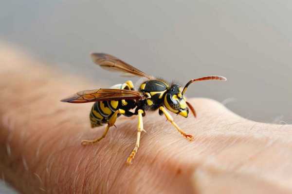 Как облегчить боль и снять отек после укуса осы: полезные советы Как облегчить боль и снять отек после укуса осы: полезные советы