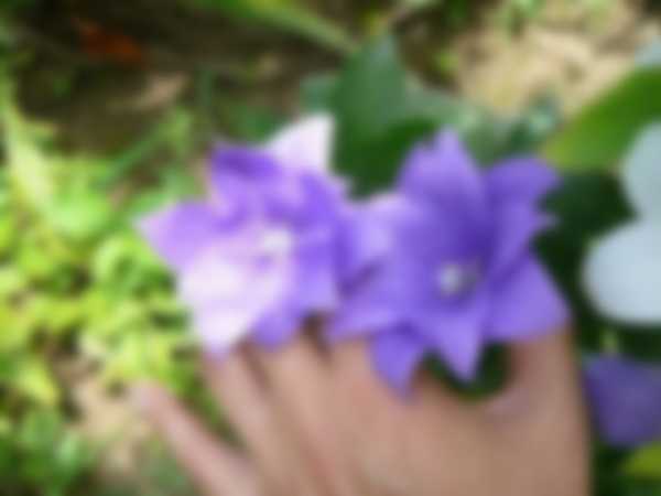 Как выращивать Платикодон из семян в домашних условиях Как выращивать Платикодон из семян в домашних условиях