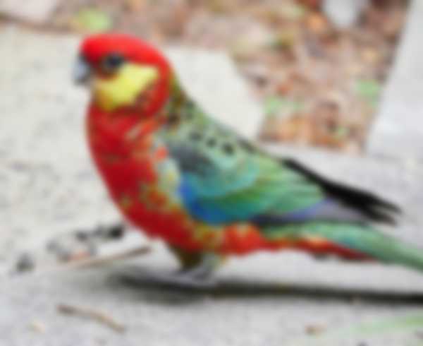 Попугаи Розелла — уход в домашних условиях и разновидности Попугаи Розелла — уход в домашних условиях и разновидности