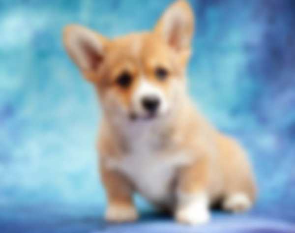 Вельш Корги (Пемброк) &mdash; описание породы собаки, как ухаживать