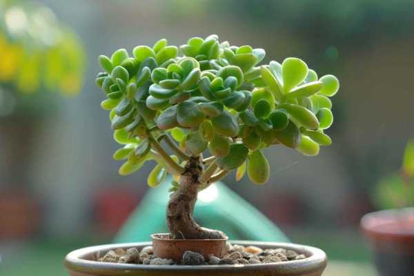 Денежное дерево: уход в домашних условиях