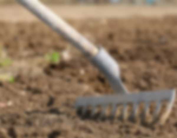 Когда сажать лук-севок в 2023 году Когда сажать лук-севок в 2023 году