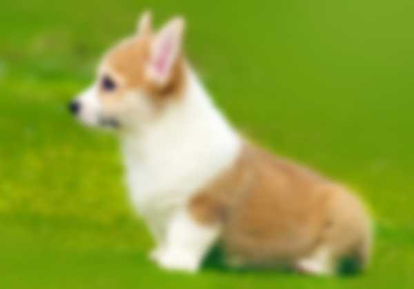 Вельш Корги (Пемброк) &mdash; описание породы собаки, как ухаживать