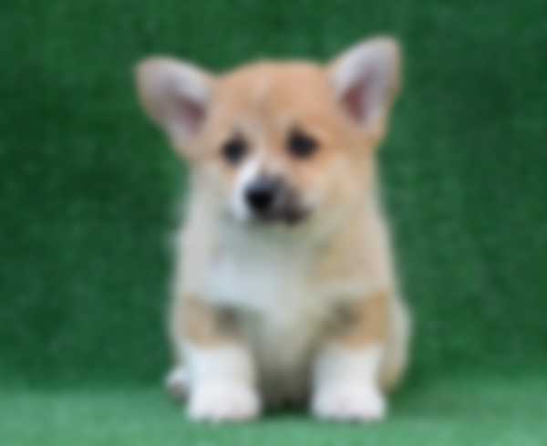 Вельш Корги (Пемброк) &mdash; описание породы собаки, как ухаживать