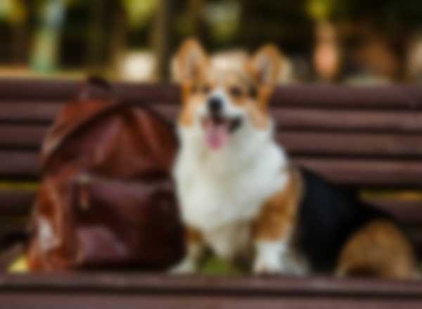 Вельш Корги (Пемброк) &mdash; описание породы собаки, как ухаживать