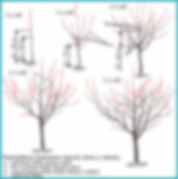 Весенняя обрезка деревьев для начинающих в картинках Весенняя обрезка деревьев для начинающих в картинках