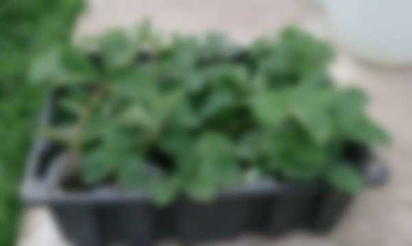 Как посадить клубнику осенью в открытый грунт Как посадить клубнику осенью в открытый грунт