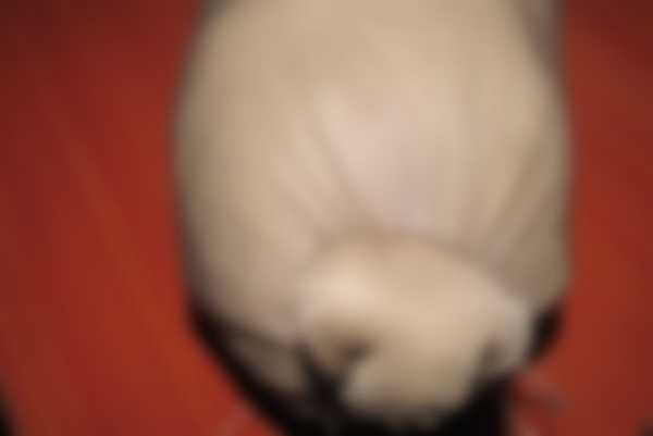 Как сделать крысу из капрона на Новый 2020 год Как сделать крысу из капрона на Новый 2020 год