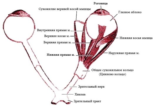 Двоится в одном глазу (монокулярная диплопия): причины и методы лечения Двоится в одном глазу (монокулярная диплопия): причины и методы лечения
