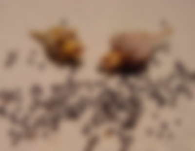 Как выращивать Платикодон из семян в домашних условиях Как выращивать Платикодон из семян в домашних условиях