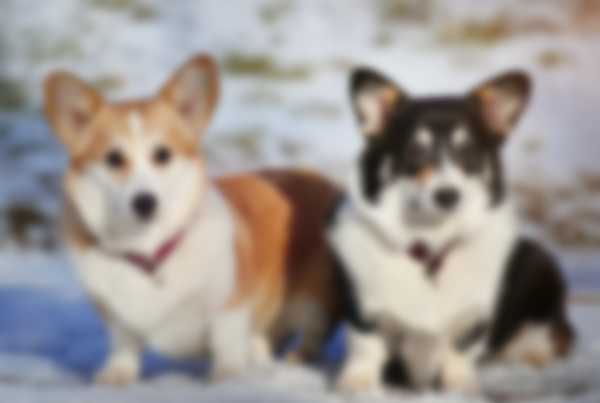 Вельш Корги (Пемброк) &mdash; описание породы собаки, как ухаживать