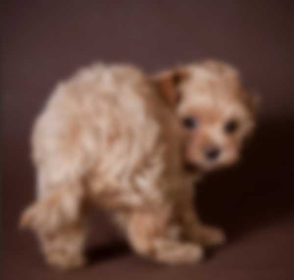 Мальтипу — описание породы собаки, как ухаживать и отзывы с фото Мальтипу — описание породы собаки, как ухаживать и отзывы с фото