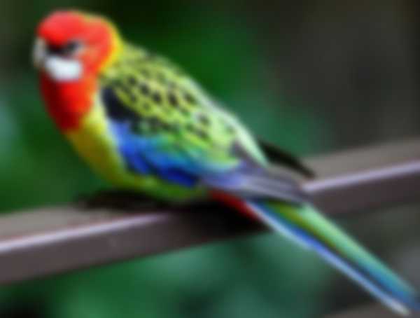 Попугаи Розелла — уход в домашних условиях и разновидности Попугаи Розелла — уход в домашних условиях и разновидности