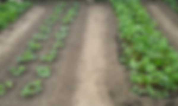 Как посадить клубнику осенью в открытый грунт Как посадить клубнику осенью в открытый грунт