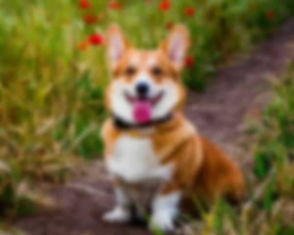 Вельш Корги (Пемброк) &mdash; описание породы собаки, как ухаживать