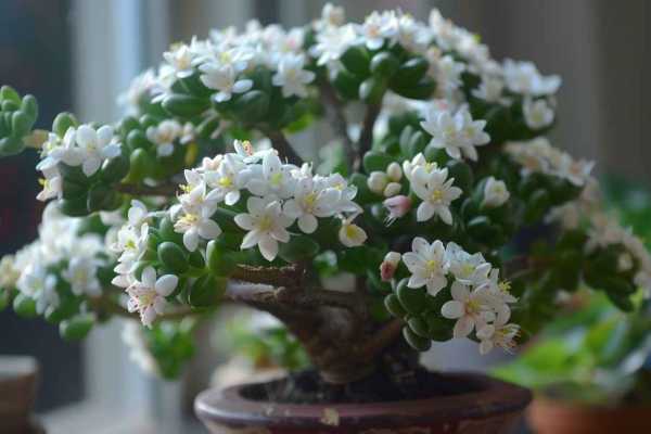 Денежное дерево: уход в домашних условиях