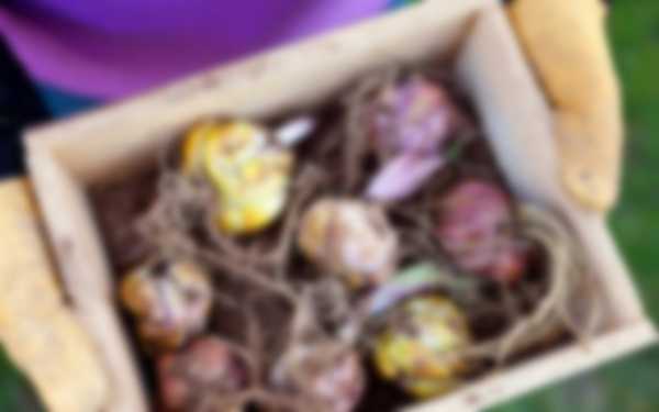 Когда выкапывать лилии после цветения и когда сажать Когда выкапывать лилии после цветения и когда сажать