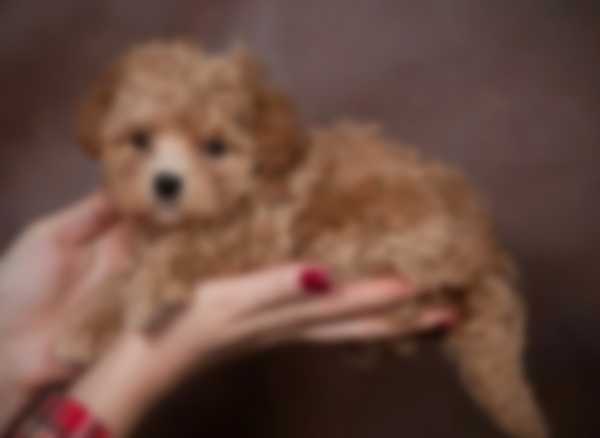 Мальтипу — описание породы собаки, как ухаживать и отзывы с фото Мальтипу — описание породы собаки, как ухаживать и отзывы с фото