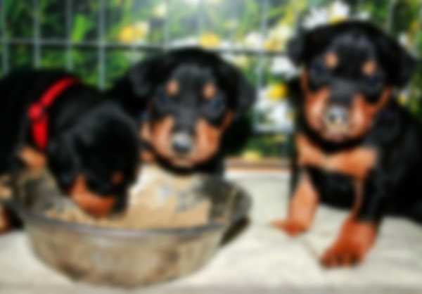 Описание породы собак карликовый пинчер с фото Описание породы собак карликовый пинчер с фото