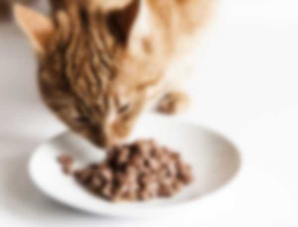 Рейтинг самых лучших кормов для котят в 2022 году Рейтинг самых лучших кормов для котят в 2022 году