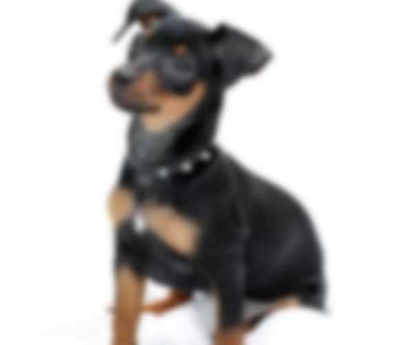 Описание породы собак карликовый пинчер с фото Описание породы собак карликовый пинчер с фото