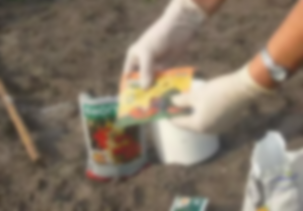 Сроки посадки земляники на рассаду по лунному календарю 2020 Сроки посадки земляники на рассаду по лунному календарю 2020