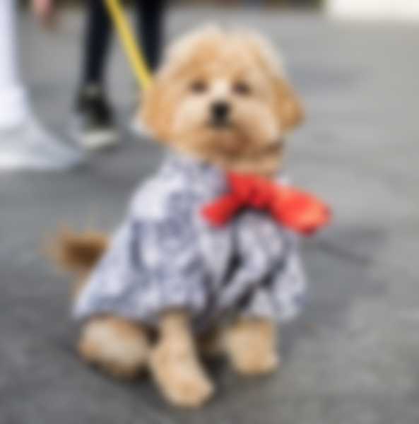 Мальтипу — описание породы собаки, как ухаживать и отзывы с фото Мальтипу — описание породы собаки, как ухаживать и отзывы с фото