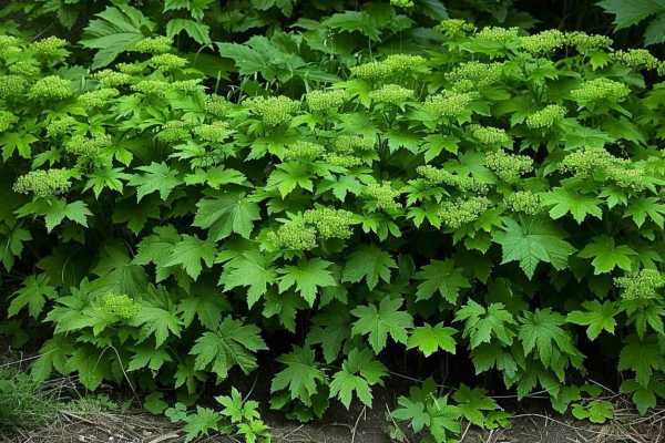 Трава сныть: полезные свойства и применение