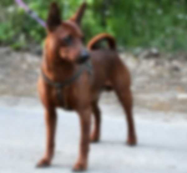 Описание породы собак карликовый пинчер с фото Описание породы собак карликовый пинчер с фото