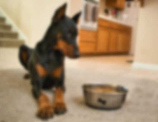 Собака доберман — описание породы с фото